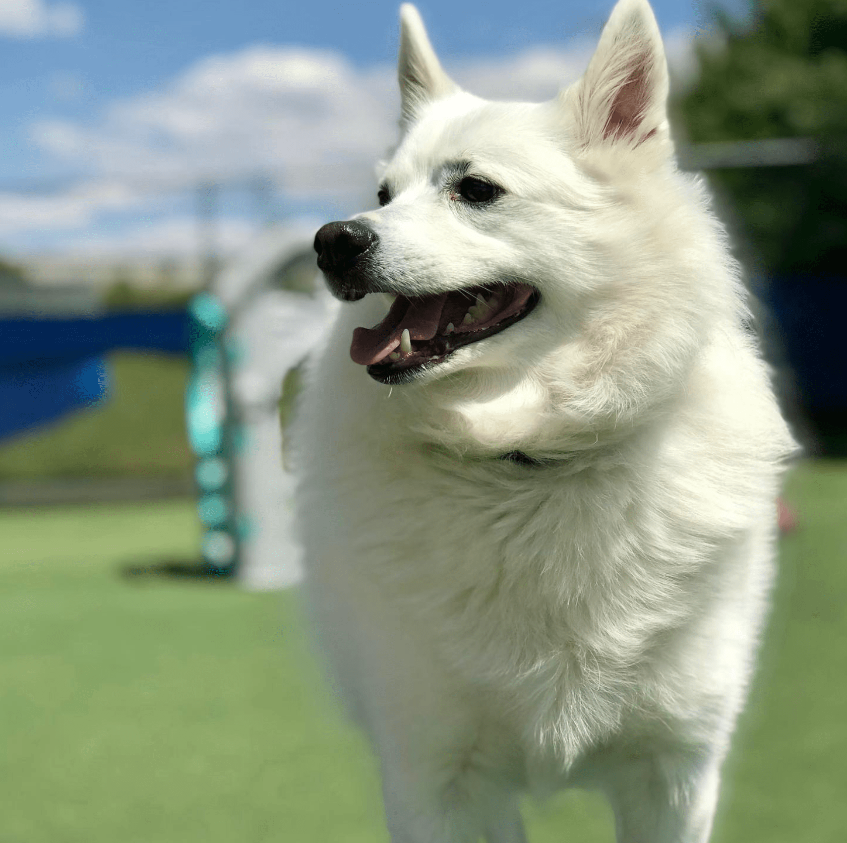 Cage Free Dog Boarding Bloomington IN Dog Daycare Bloomington IN.